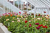 WEST DEAN GARDENS, SUSSEX: WHITE, APRIL, GREENHOUSE, GLASSHOUSE, BLOOMS, FLOWERS OF RANUNCULUS