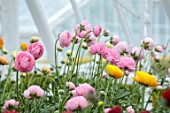 WEST DEAN GARDENS, SUSSEX: WHITE, APRIL, GREENHOUSE, GLASSHOUSE, BLOOMS, FLOWERS OF RANUNCULUS ELEGANCE ROSA SCURO
