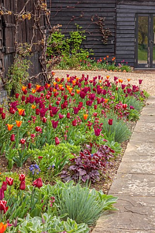 ULTING_WICK_ESSEX_FORMAL_SPRING_GARDEN_PATH_BORDER_WITH_TULIPS