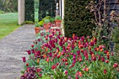 ULTING WICK, ESSEX: FORMAL SPRING GARDEN, PATH, BORDER WITH TULIPS, MAY