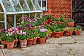 ULTING WICK, ESSEX: TERRACOTTA CONTAINERS WITH TULIPS BESIDE GREENHOUSE, SPRING, APRIL