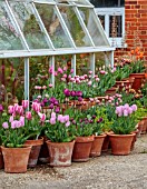 ULTING WICK, ESSEX: TERRACOTTA CONTAINERS WITH TULIPS BESIDE GREENHOUSE, SPRING, APRIL