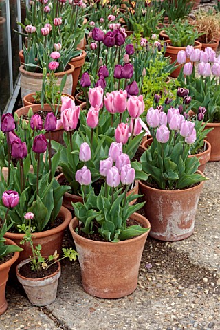 ULTING_WICK_ESSEX_TERRACOTTA_CONTAINERS_WITH_TULIPS_BESIDE_GREENHOUSE_SPRING_APRIL