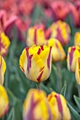 ULTING WICK, ESSEX: CLOSE UP PORTRAIT OF RED, YELLOW FLOWERS, BLOOMS OF TULIP HELMAR, BULBS, SPRING, MAY