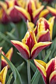 ULTING WICK, ESSEX: CLOSE UP PORTRAIT OF RED, YELLOW FLOWERS, BLOOMS OF TULIP GAVOTA, BULBS, SPRING, MAY