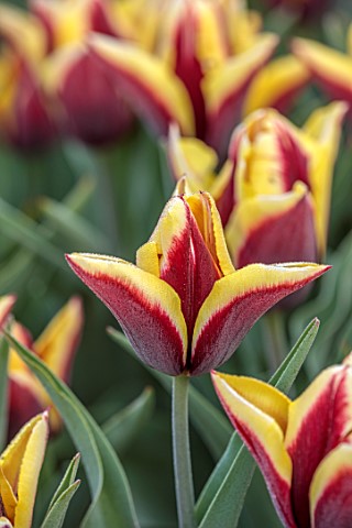 ULTING_WICK_ESSEX_CLOSE_UP_PORTRAIT_OF_RED_YELLOW_FLOWERS_BLOOMS_OF_TULIP_GAVOTA_BULBS_SPRING_MAY