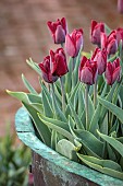 ULTING WICK, ESSEX: COPPER CONTAINER WITH RED FLOWERS OF TULIP, TULIPA RONALDO, BULBS