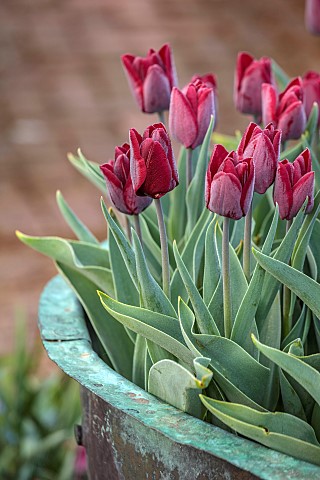 ULTING_WICK_ESSEX_COPPER_CONTAINER_WITH_RED_FLOWERS_OF_TULIP_TULIPA_RONALDO_BULBS