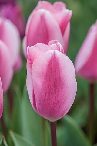 ULTING_WICK_ESSEX_CLOSE_UP_PORTRAIT_OF_PINK_FLOWERS_BLOOMS_OF_TULIP_ALGARVE_BULBS_SPRING_MAY