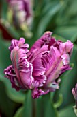 ULTING WICK, ESSEX: CLOSE UP PORTRAIT OF PURPLE, GREEN FLOWERS, BLOOMS OF TULIP MYSTERIOUS PARROT, BULBS, SPRING, MAY