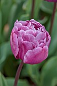 ULTING WICK, ESSEX: CLOSE UP PORTRAIT OF PURPLE FLOWERS, BLOOMS OF TULIP BLUE DIAMOND, BULBS, SPRING, MAY