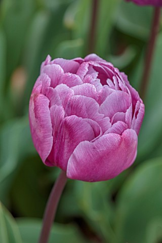 ULTING_WICK_ESSEX_CLOSE_UP_PORTRAIT_OF_PURPLE_FLOWERS_BLOOMS_OF_TULIP_BLUE_DIAMOND_BULBS_SPRING_MAY