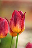ULTING WICK, ESSEX: RED AND YELLOW FLOWERS OF TULIP, TULIPA AMBERGLOW, BULBS