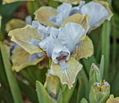 ULTING WICK, ESSEX: CLOSE UP OF PALE BLUE, BROWN FLOWERS OF MINIATURE IRIS REAL COQUETTE, STANDARD, DWARF, BEARDED