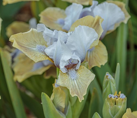ULTING_WICK_ESSEX_CLOSE_UP_OF_PALE_BLUE_BROWN_FLOWERS_OF_MINIATURE_IRIS_REAL_COQUETTE_STANDARD_DWARF