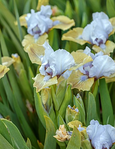 ULTING_WICK_ESSEX_CLOSE_UP_OF_PALE_BLUE_BROWN_FLOWERS_OF_MINIATURE_IRIS_REAL_COQUETTE_STANDARD_DWARF