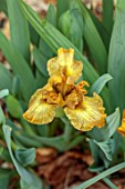 ULTING WICK, ESSEX: CLOSE UP OF YELLOW, BROWN, COPPER FLOWERS OF MINIATURE IRIS SNICKERS, STANDARD, DWARF, BEARDED