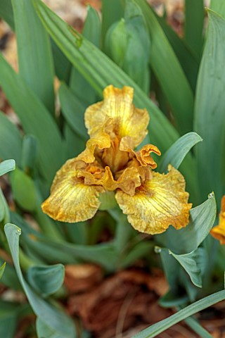 ULTING_WICK_ESSEX_CLOSE_UP_OF_YELLOW_BROWN_COPPER_FLOWERS_OF_MINIATURE_IRIS_SNICKERS_STANDARD_DWARF_