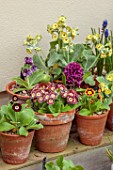 ULTING WICK, ESSEX: AURICULAS IN TERRACOTTA CONTAINERS BESIDE THE HOUSE, APLINES, MAY
