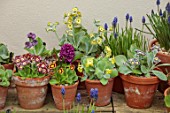 ULTING WICK, ESSEX: AURICULAS IN TERRACOTTA CONTAINERS BESIDE THE HOUSE, APLINES, MAY