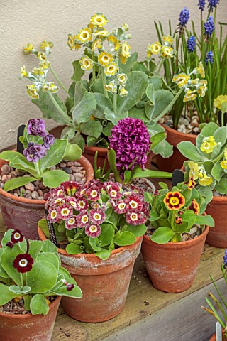 ULTING_WICK_ESSEX_AURICULAS_IN_TERRACOTTA_CONTAINERS_BESIDE_THE_HOUSE_APLINES_MAY