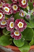 ULTING WICK, ESSEX: AURICULAS IN TERRACOTTA CONTAINERS BESIDE THE HOUSE, APLINES, MAY, PRIMULA AURICULA WARPAINT STRIPE