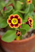 ULTING WICK, ESSEX: AURICULAS IN TERRACOTTA CONTAINERS BESIDE THE HOUSE, APLINES, MAY, PRIMULA AURICULA JAFFA