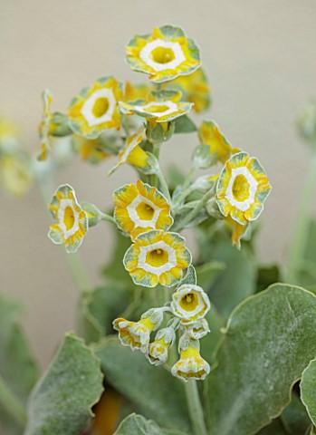 ULTING_WICK_ESSEX_AURICULAS_IN_TERRACOTTA_CONTAINERS_BESIDE_THE_HOUSE_APLINES_MAY_PRIMULA_AURICULA_W