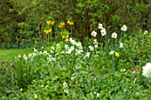 ULTING WICK, ESSEX: WHITE NARCISSUS, FRITILLARIA IMPERIALIS LUTEA, DAFFODILS, WOODLAND, SHADE, SHADY