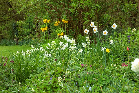 ULTING_WICK_ESSEX_WHITE_NARCISSUS_FRITILLARIA_IMPERIALIS_LUTEA_DAFFODILS_WOODLAND_SHADE_SHADY