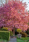 PINE HOUSE, LEICESTERSHIRE: PINK BLOSSOM, FLOWERS OF CRAB APPLE, MALUS ROBUSTA RUDDOLPH, TREES, APRIL, PATH, SPRING, FLOWERING