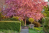 PINE HOUSE, LEICESTERSHIRE: PINK BLOSSOM, FLOWERS OF CRAB APPLE, MALUS ROBUSTA RUDDOLPH, TREES, APRIL, PATH, SPRING, FLOWERING