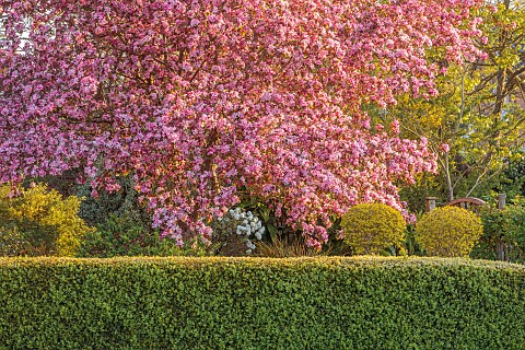 PINE_HOUSE_LEICESTERSHIRE_PINK_BLOSSOM_FLOWERS_OF_CRAB_APPLE_MALUS_ROBUSTA_RUDDOLPH_TREES_APRIL_SPRI