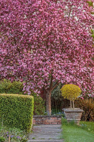 PINE_HOUSE_LEICESTERSHIRE_PINK_BLOSSOM_FLOWERS_OF_CRAB_APPLE_MALUS_ROBUSTA_RUDDOLPH_TREES_APRIL_PATH
