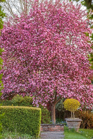 PINE_HOUSE_LEICESTERSHIRE_PINK_BLOSSOM_FLOWERS_OF_CRAB_APPLE_MALUS_ROBUSTA_RUDDOLPH_TREES_APRIL_PATH