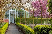 PINE HOUSE, LEICESTERSHIRE: PINK BLOSSOM, FLOWERS OF CRAB APPLE, MALUS ROBUSTA RUDDOLPH, TREES, APRIL, PATH, SPRING, FLOWERING, GREENHOUSE, HEDGES, HEDGING