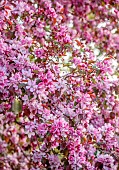 PINE HOUSE, LEICESTERSHIRE: PINK BLOSSOM, FLOWERS OF CRAB APPLE, MALUS ROBUSTA RUDDOLPH, TREES, APRIL, SPRING, FLOWERING