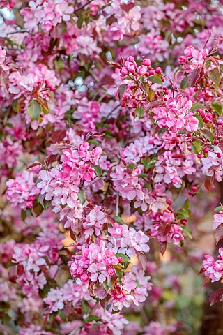 PINE_HOUSE_LEICESTERSHIRE_PINK_BLOSSOM_FLOWERS_OF_CRAB_APPLE_MALUS_ROBUSTA_RUDDOLPH_TREES_APRIL_SPRI