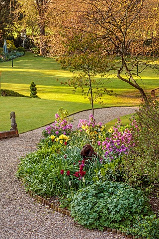 PINE_HOUSE_LEICESTERSHIRE_LAWN_BORDER_APRIL_DOG_TULIPS_HONESTY_LUNARIA_ANNUA_DAFFODILS_PATHS
