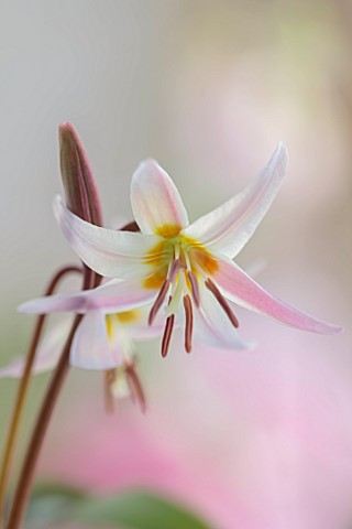 TWELVE_NUNNS_LINCOLNSHIRE_PINK_YELLOW_WHITE_FLOWERS_OF_DOGS_TOOTH_VIOLET_ERYTHRONIUM_HARVINGTON_HYBR