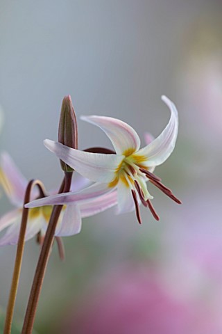 TWELVE_NUNNS_LINCOLNSHIRE_PINK_YELLOW_WHITE_FLOWERS_OF_DOGS_TOOTH_VIOLET_ERYTHRONIUM_HARVINGTON_HYBR