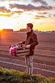 SMITH & MUNSON, LINCOLNSHIRE: EDWARD MUNSON HOLDING BOX OF FRESHLY PICKED TULIPS BESIDE FIELD, MAY, BULBS, SPRING, SUNSET