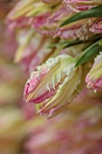 SMITH & MUNSON, LINCOLNSHIRE: BOXES OF FRESHLY PICKED PINK, CREAM FLOWERS OF PARROT TULIP CABANA PARROT, SPRING, MAY