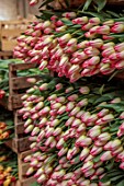 SMITH & MUNSON, LINCOLNSHIRE: BOXES OF FRESHLY PICKED PINK, WHITE FLOWERS OF TULIP SUPERMODEL, SPRING, MAY