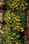 SMITH & MUNSON, LINCOLNSHIRE: BOXES OF FRESHLY PICKED YELLOW, RED FLOWERS OF TULIP COLUMBUS, SPRING, MAY