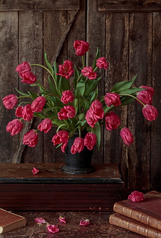 SMITH__MUNSON_LINCOLNSHIRE_DUTCH_MASTER_PINK_FLOWERS_OF_PARROT_TULIP_MARVEL_PARROT