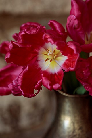 SMITH__MUNSON_LINCOLNSHIRE_DUTCH_MASTER_PINK_FLOWERS_OF_TULIP_MARVEL_PARROT_SPRING_MAY_BULBS