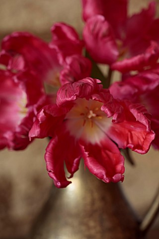 SMITH__MUNSON_LINCOLNSHIRE_DUTCH_MASTER_PINK_FLOWERS_OF_TULIP_MARVEL_PARROT_SPRING_MAY_BULBS