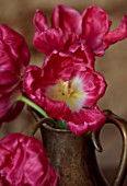 SMITH & MUNSON, LINCOLNSHIRE: DUTCH MASTER, PINK FLOWERS OF TULIP MARVEL PARROT, SPRING, MAY, BULBS