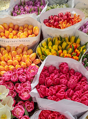 SMITH__MUNSON_LINCOLNSHIRE_TULIPS_PACKED_READY_TO_GO_TO_CUSTOMERS